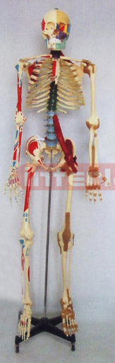 168 CM TALL DISEASE & COLOURED, LIGAMENTS, NUMBERED, HUMAN SKELETAL MULTI- FUNCTIONAL MODEL